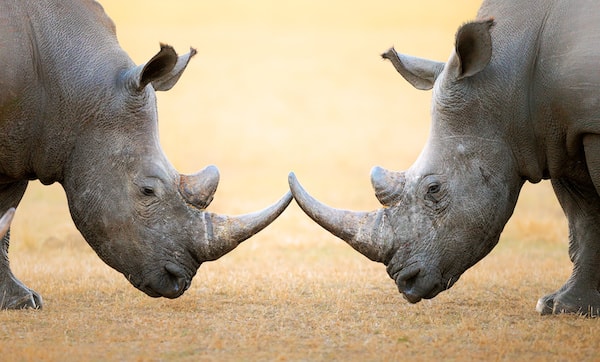 Head To Head Wette Head To Head Wette